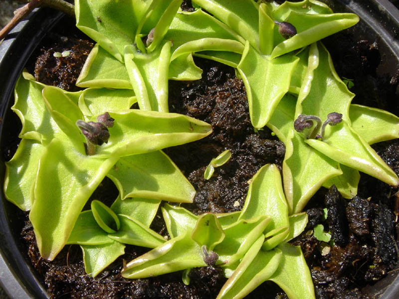 Pinguicula grandiflora photo